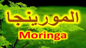 فوائد المورينجا تشفي من 300 مرض Neon Signs Neon Signs