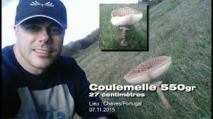 Tu peux éventuellement saupoudred 'un peu de chapelure. Cueillette Coulemelle De 550kg By Paulo Dos Santos