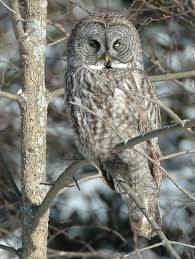 great grey owl wikipedia