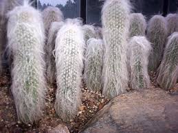 Learn how to grow this whimsical cactus and you will delight in having this cute little plant with his fuzzy white hairdo living in your home. Plantfiles Pictures Cephalocereus Species Bunny Cactus Old Man Cactus Old Man Of Mexico White Persian Cat Cactus Cephalocereus Senilis By Tcfromky