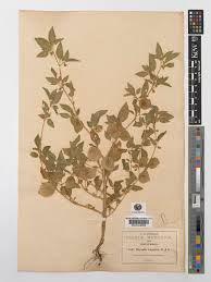 Image result for Physalis lagascae