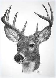 I believe that we all used to communicate naturally with animals, but once we grew up we forgot this amazing ability. Pin By Blake On Venados Deer Drawing Deer Art Animal Drawings
