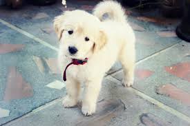 Masaustu Yavru Kopekler Golden Retriever Kopek Yavrusu Memeli Omurgali Memeli Gibi Kopek Golden Retriever Kopek Cins Grubu Kopek Melezleri Kopek Turu Harika Pirenler Slovak Kuvagi 3456x2304 Skiboosh 728387