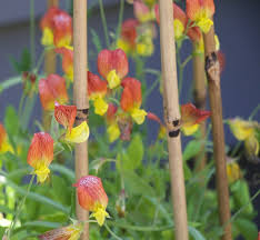 Image result for Lathyrus