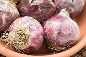 Um zwiebelgewächse richtig schön wirken zu lassen, pflanzt man sie am besten in kleinen grüppchen von fünf bis zehn zwiebeln. Blumenzwiebeln Pflanzen Im Herbst Ist Die Beste Pflanzzeit Botanik Guide