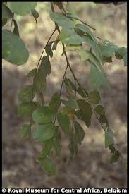 Image result for Bobgunnia madagascariensis