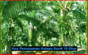 Sekaligus menjawab pertanyaan ini, saya rangkumkan jawaban beberapa pertanyaan lain yang muncul di item search blog saya. Kos Penanaman Kelapa Sawit 10 Ekar Agrobisnes