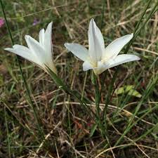Image result for Gladiolus trichonemifolius
