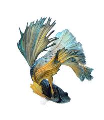 Dancer Fish By Visarute Angkatavanich In 2020 Betta Fish Tattoo Betta Fish Betta
