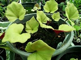 Image result for Nervilia adolphi