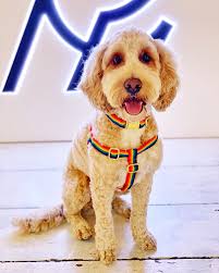 0 you have 0 items in your cart. Holler Brighton S Gay Owned Dog Boutique Is Paw Fect Attitude Co Uk