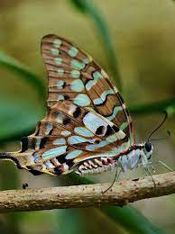Idea De Evelyn Quezada En Mariposas Mariposas Mariposas Bellas