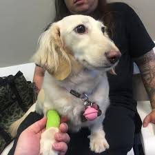 We did not find results for: 11 24 Hour Vets In Singapore Sorted By Location To Bookmark For Emergencies At 3am