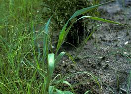 Image result for Leptochloa fusca