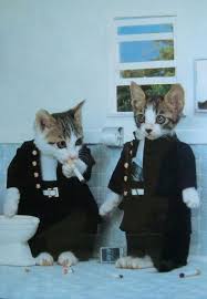 Chris Kabayel Adli Kullanicinin Cats Panosundaki Pin Kedi