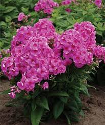 Phlox Cosmopolitan Phlox Flowers Phlox Plant Flowers Perennials