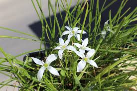 Image result for Ornithogalum seineri