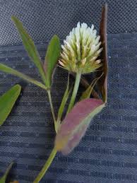 Image result for Trifolium squarrosum