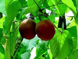 Image result for Achariaceae