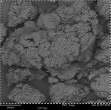 Image result for Melastomastrum capitatum