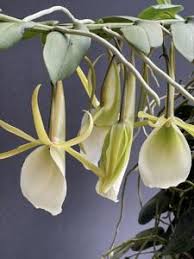 Image result for Schizochilus sulphureus