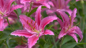 They travel much better and you can enjoy them longer. The 9 Divisions Of Garden Lilies