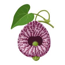 Image result for Aristolochia littoralis