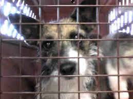 Filling out an application, counseling session, and interacting with the animal you are interested in adopting. Petition Petition To Reform Nashville Metro Animal Care And Control Macc 76 Kill Rate Change Org