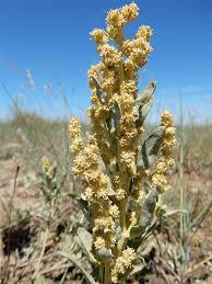 Image result for Atriplex