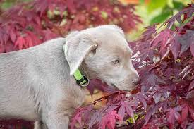 Silver Lab Your Guide To The Silver Labrador Retriever