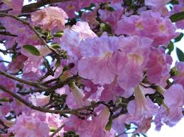 Image result for Tabebuia heterophylla