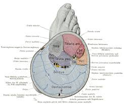 Quad leg muscles anatomy labeled diagram, vector illustration fitness poster. Calf Leg Wikipedia