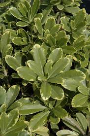 5.0 out of 5 stars 5. Mojo Dwarf Mock Orange Calloway S Nursery