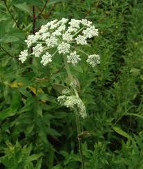 Image result for Physotrichia atropurpurea