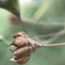 Image result for Wissadula