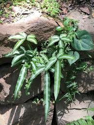 Image result for Pteris cretica