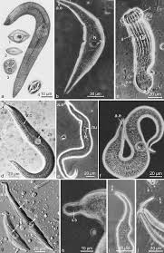 Image result for Lankesteria