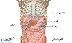 موقع الكبد والطحال في الجسم