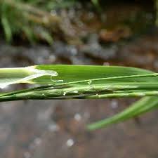 Image result for Glyceria fluitans