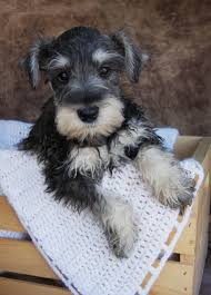 Black And Silver Miniature Schnauzer Black Silver Miniature Schnauzer Puppies For Sale Schnauzer Puppy Miniature Schnauzer Puppies Schnauzer