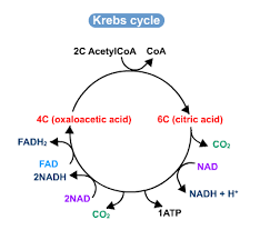 Biology Notes For A Level 89 The Krebs Cycle