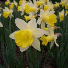 Narcissus Topolino