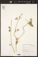 Image result for Marsdenia angolensis
