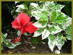 Hibiscus are tropical plants that need light and, perhaps more importantly, warmth to thrive. Red Hibiscus With Green And White Leaves Pesquisa Google Hibiscus Plant Flower Landscape Tropical Hibiscus Plant
