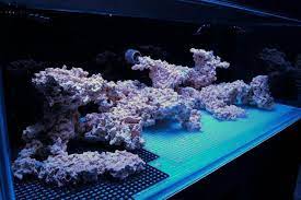 My Fantasy Reef Reef Central Online Community Reef Tank Aquascaping Saltwater Fish Tanks Saltwater Aquarium Fish