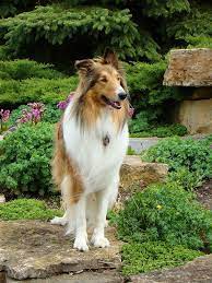 Buddy Our Rough Collie Rough Collie Collie Puppies Collie Dog