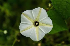 Image result for Ipomoea violacea