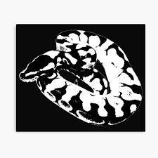 Is the axanthic the same as the ball python? Ball Python Black White Photographic Print By Bdesignermorphs Redbubble