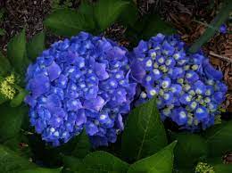 Hydrangea Previously Had Light Pink Flowers By Adding Used Coffee Grounds To The Base Of The Plant Light Pink Flowers Uses For Coffee Grounds Pink Flowers