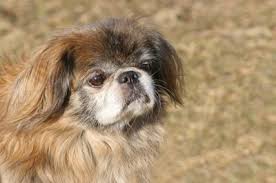 The Best Diet For A Pekingese Pets